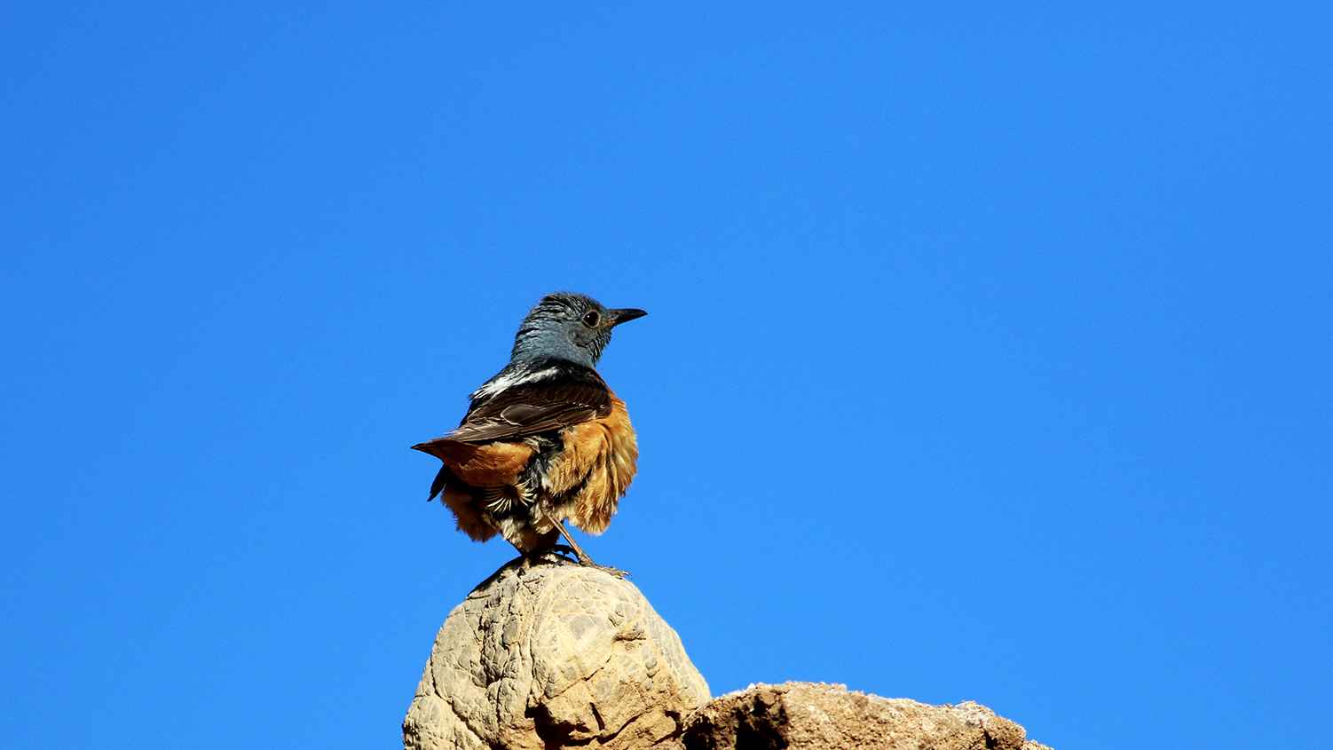 Rufous-tailed Rock-Thrush